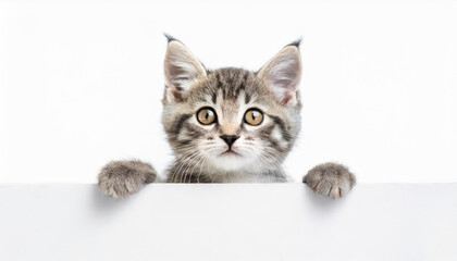 Funny gray tabby kitten showing placard with space for text. Lovely fluffy funny cat holding signboard on isolated background. Top of head of cat with paws up, peeking over a blank white banner.