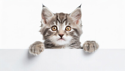 Funny gray tabby kitten showing placard with space for text. Lovely fluffy funny cat holding signboard on isolated background. Top of head of cat with paws up, peeking over a blank white banner.