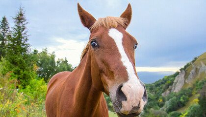 Obraz premium Funny horse