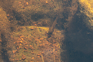 Top view of an axolotl at the bottom of a shallow pond