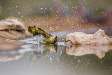 Red headed weaver bathing in waterhole in Kruger National park, South Africa ; Specie Anaplectes rubriceps family of Ploceidae