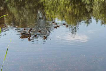 A caring duck took the newly hatched ducklings out for a swim in a shallow pond