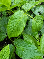 Natural Vegetation and Green Leaves in a Rainy Forest with Droplets and Freshness.