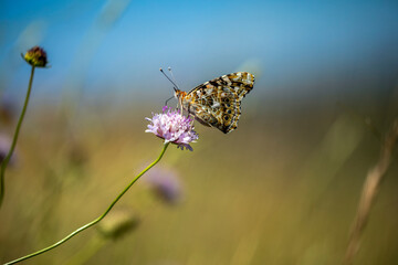 Brown and ocher butterfly perched on a violet wildflower in a field setting with midday light