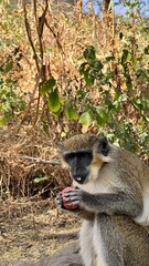 portrait of a monkey eating an apple