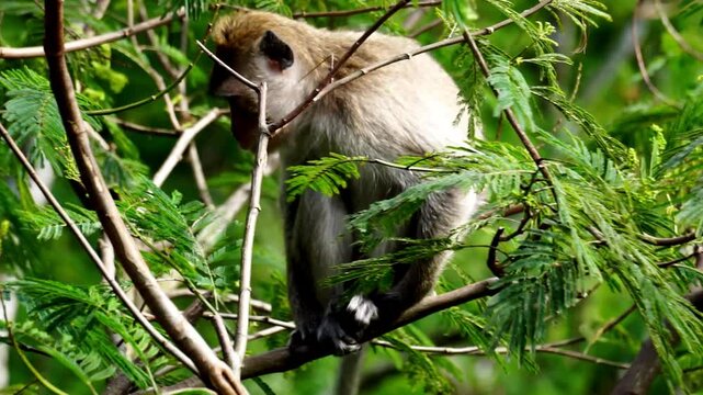 Macaca fascicularis (Monyet kra, kera ekor panjang, monyet ekor panjang, long-tailed macaque, monyet pemakan kepiting, crab-eating monkey) on the tree.