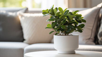 white potted plant on coffee table in living room with sofa and pillows