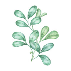 Leaves of cranberry and lingonberry branches. Hand-painted watercolor clipart for autumn harvest illustrations, nature-inspired designs, rustic decor, botanical prints, kitchen art, and festive