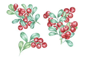 Cowberry watercolor illustration of cranberry, lingonberry branches. Nordic forest red berry...