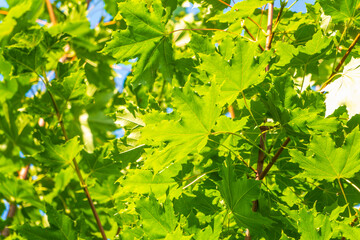 Obraz premium Spring branches of maple tree with fresh green leaves