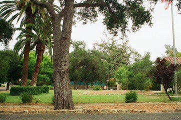 trees in the park