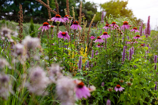 Ornamental landscaped garden filled with coneflower echinacea purpurea blooming by agastache in summer garden. Herbs