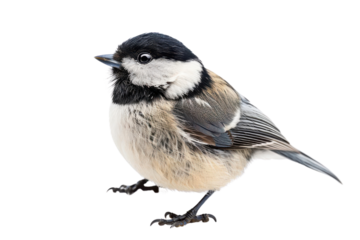 Close-up image of a small, fluffy bird with black and white feathers, standing against a white background.