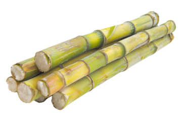 Fresh sugarcane stalks isolated on white background, perfect for food and beverage industry concepts, illustrating natural sweeteners.