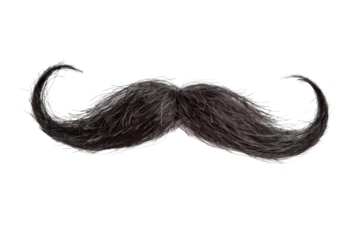 Isolated image of a large, curly black mustache. Perfect for Movember awareness, costume design, and men's grooming themes.