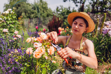 Young woman deadheading spent rose blooms in summer garden. Gardener cutting wilted flowers off...