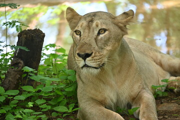 Lion lying on grass near water