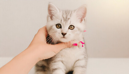 Happy kitten likes being stroked by woman's hand. The British Shorthair. Happy cute gray British short hair kitten likes being stroked by woman's hand on the chin, on modern home background. animals