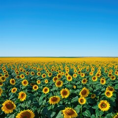 Obraz premium Vast field of bright sunflowers under a clear blue sky, capturing the essence of summer and nature's beauty.