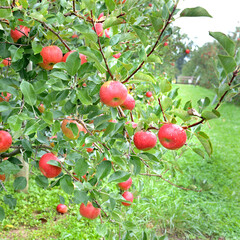 red apples on a tree, Solely Orchards, New hope, Pennsylvania, USA