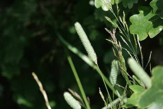 Flowers of Timothy Grass (Phleum pratense)