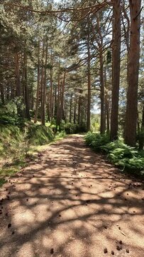 Walking along a path of the mountain between pine trees, near the Canencia mountain pass, in the Guadarrama National Park, in Madrid, Spain. Point Of View (POV), subjective view. Vertical shot