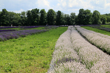 Obraz premium Landscape with blooming colorful lavenda