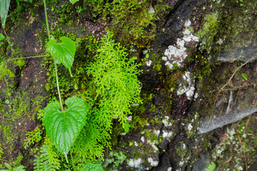 Obraz premium Wet green tree bark filled with moss, fugus on beautiful textured surface. Monsoon at Darjeeling, West Bengal, India.