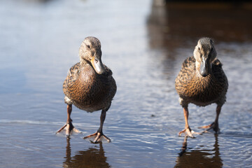 two little cute ducks walk on the water
