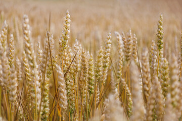 Fototapeta premium Yellow and green common wheat growing in the cultivated field. Agriculture scene. Triticum aestivum. Head full grains close up. Concept of the rich harvest. Spikelets of wheat