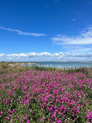 field of pink flowers