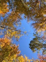 autumn in the forest