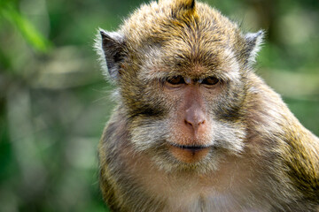 Macaca fascicularis (Monyet kra, kera ekor panjang, monyet ekor panjang, long-tailed macaque, monyet pemakan kepiting, crab-eating monkey) on the tree.