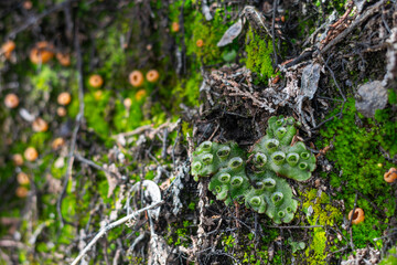 Moss on the fence