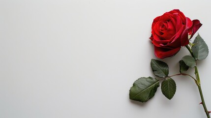 Fototapeta premium Red rose on white surface with empty space on right side of image