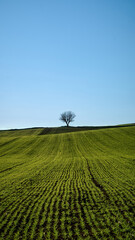 A single tree, in a planted field, with a blue sky, without clouds