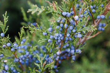 Bright needles with whitish blue berries Cossack juniper. Immature bumps of Juniperus sabina. Savin for decorates any garden. Interesting nature concept for background design. Soft focus.