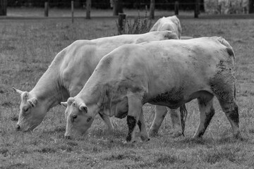 Kühe auf einer  Weide im Münsterland
