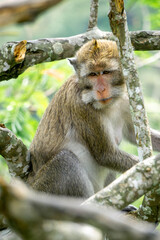 Macaca fascicularis (Monyet kra, kera ekor panjang, monyet ekor panjang, long-tailed macaque, monyet pemakan kepiting, crab-eating monkey) on the tree.