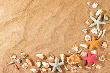 Exotic seashells and starfish on a sandy sunny beach,natural background and tourism advertising,summer holiday concept,sunny banner,place for text,selective focus.