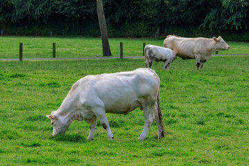 K&uuml;he auf einer  Weide im M&uuml;nsterland