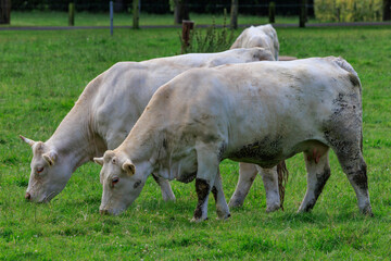 Kühe auf einer  Weide im Münsterland