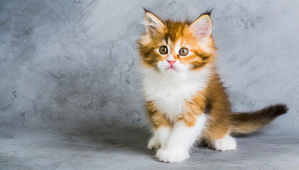 little fluffy kitten on a gray background, nice little kitten looking with big eyes