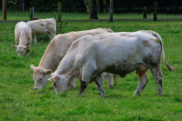 K&uuml;he auf einer  Weide im M&uuml;nsterland