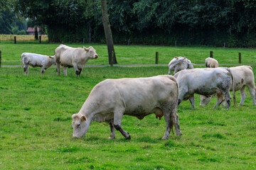 K&uuml;he auf einer  Weide im M&uuml;nsterland