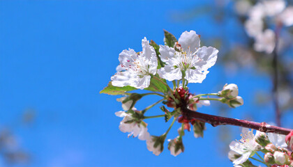 Macro shot of white cherry flowers isolated on blue sky background.