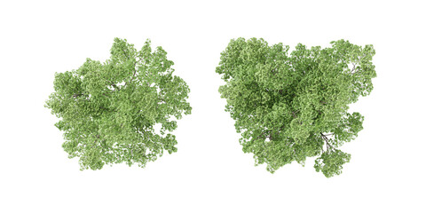 Fototapeta premium Acer cappadocicum trees with transparent background, 3D rendering, for illustration, digital composition, architecture visualization