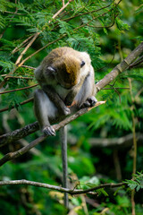 Macaca fascicularis (Monyet kra, kera ekor panjang, monyet ekor panjang, long-tailed macaque, monyet pemakan kepiting, crab-eating monkey) on the tree.