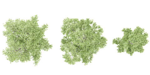 Obraz premium Alnus sibirica Trees collection with realistic style from top view