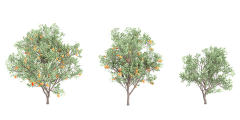  Citrus reticulata trees on transparent background, for illustration, digital composition, and architecture visualization